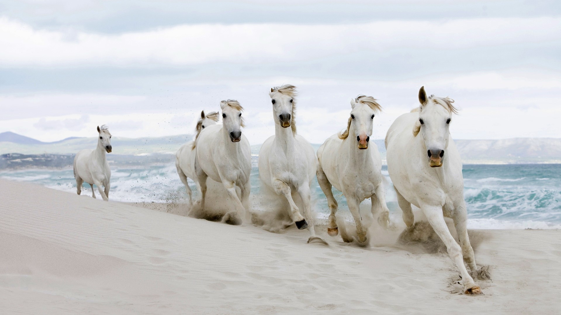 White horses running on a sandy beach by the ocean HD Wallpaper