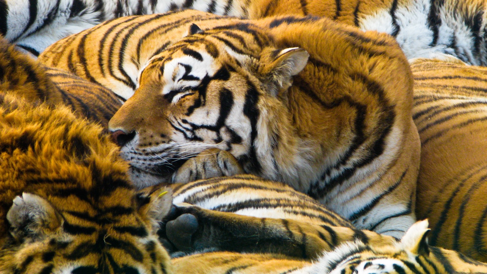 Group of Tigers Sleeping Together HD Wallpaper