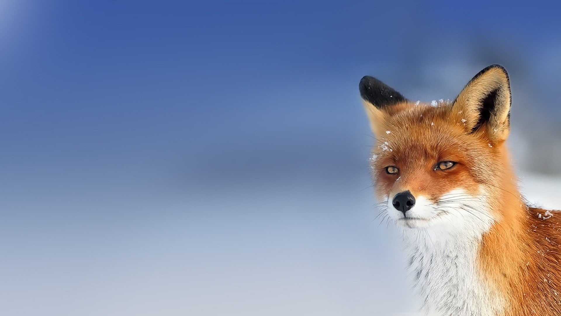 Red Fox in Snow HD Wallpaper