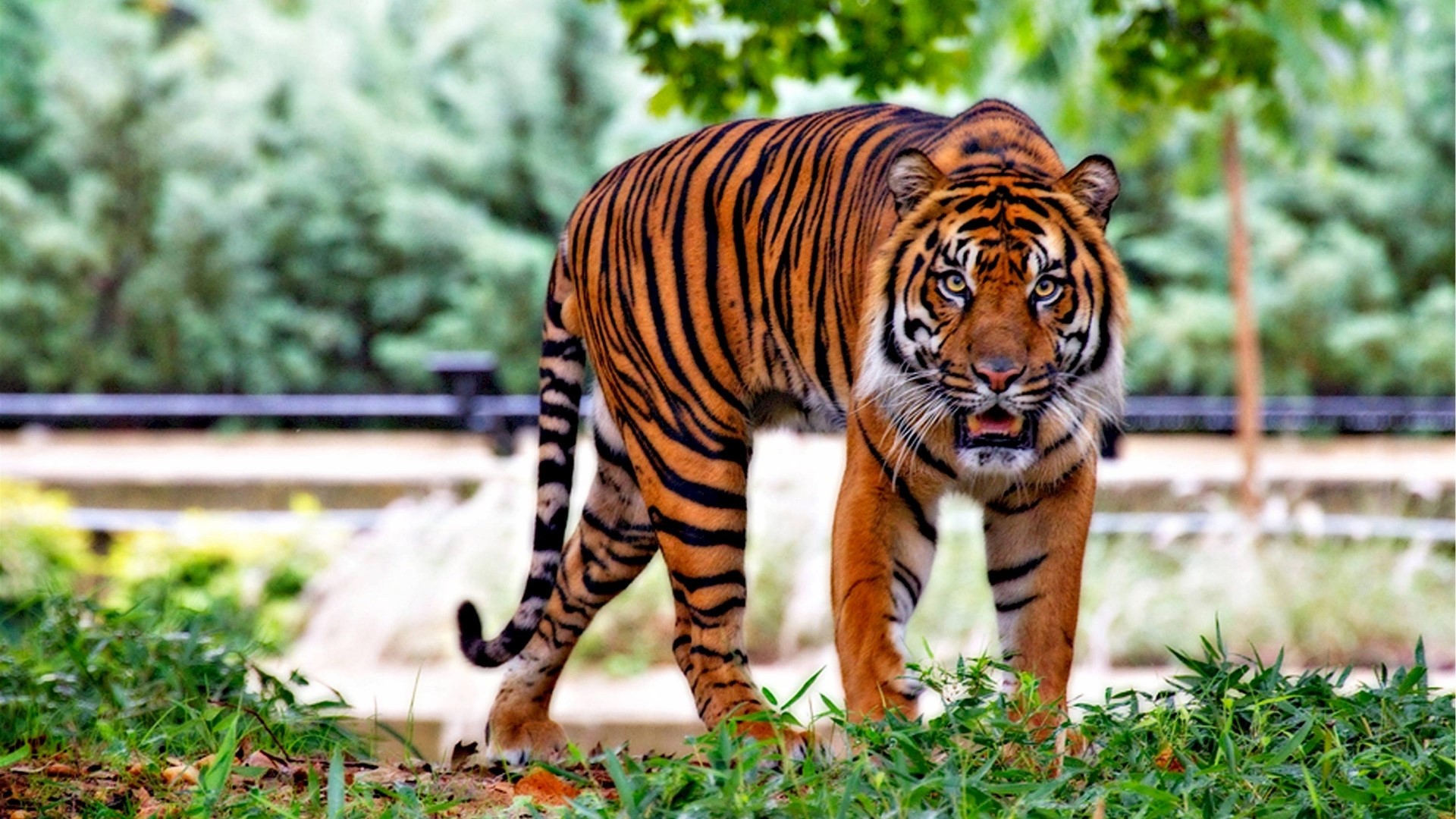 Tiger in a natural habitat HD Wallpaper