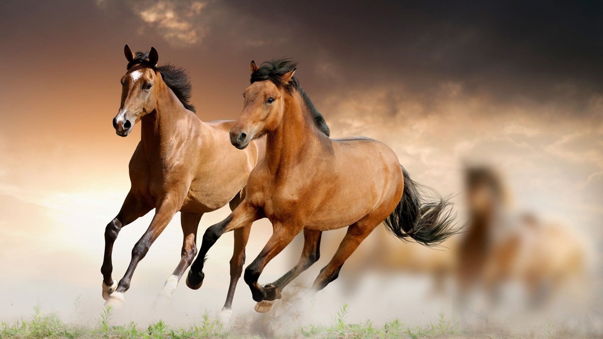 Two brown horses running in a dusty field HD Wallpaper