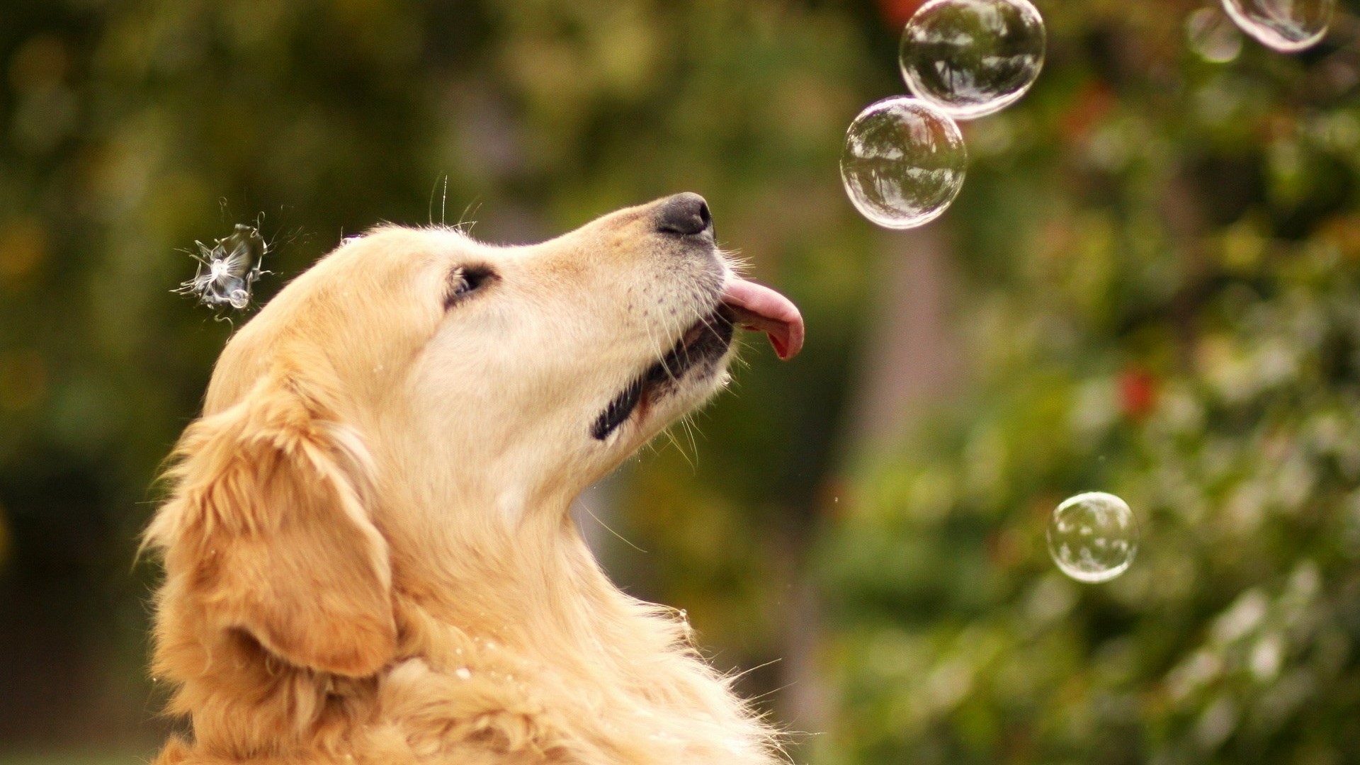 Golden Retriever Dog Chasing Bubbles HD Wallpaper