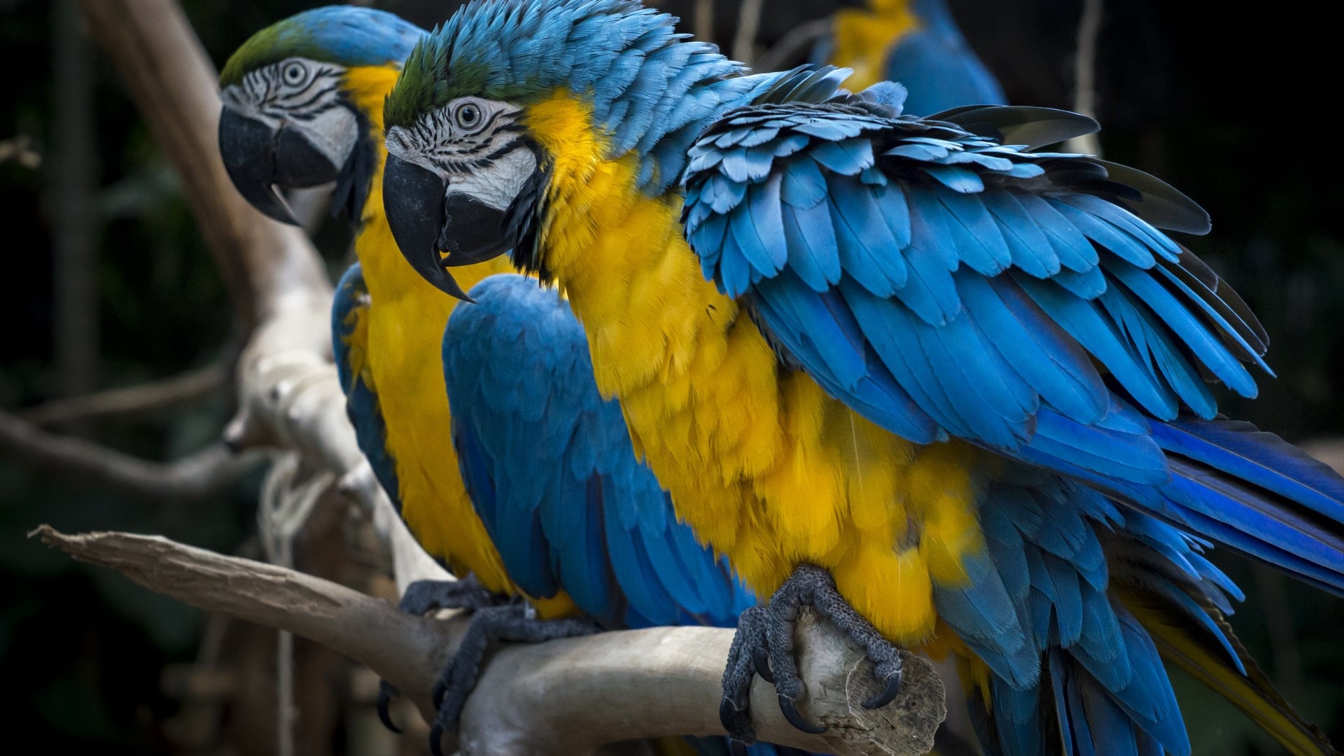 Two Blue and Yellow Macaws Perched on a Branch HD Wallpaper