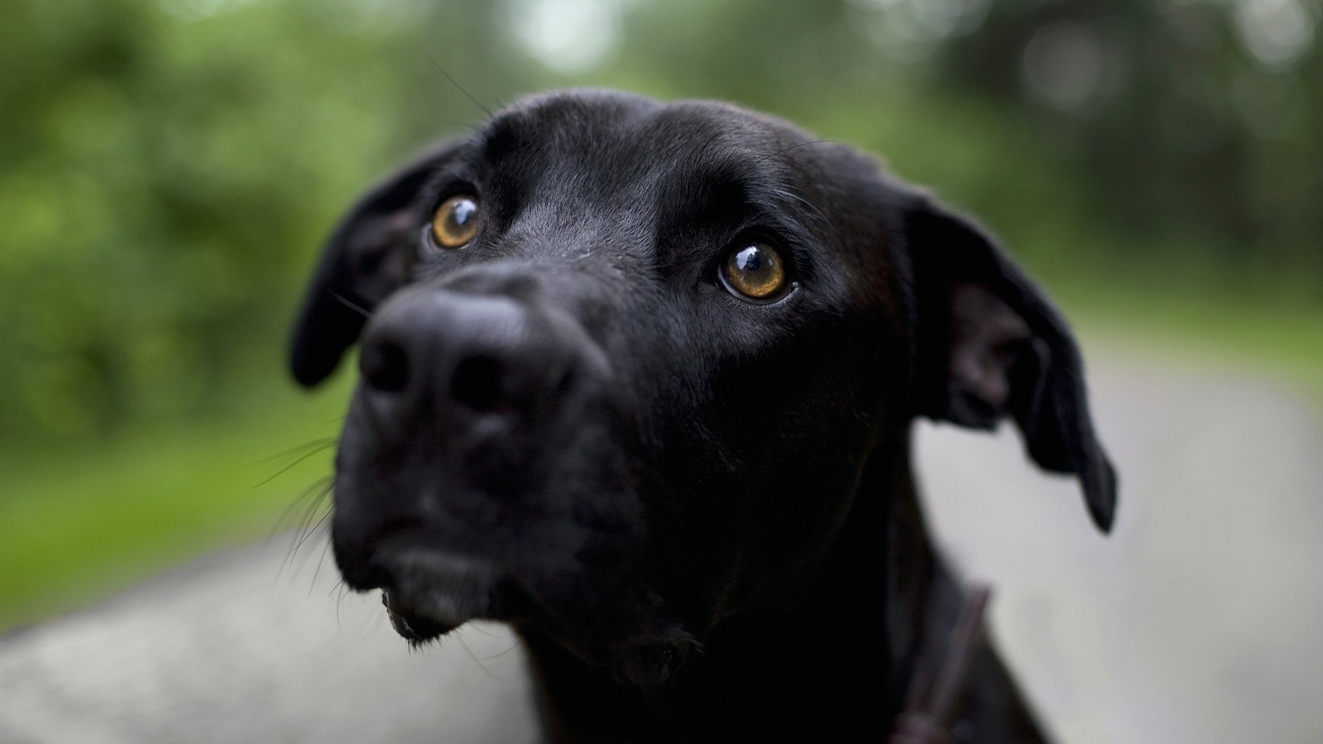 Close-up of a black dog's face HD Wallpaper