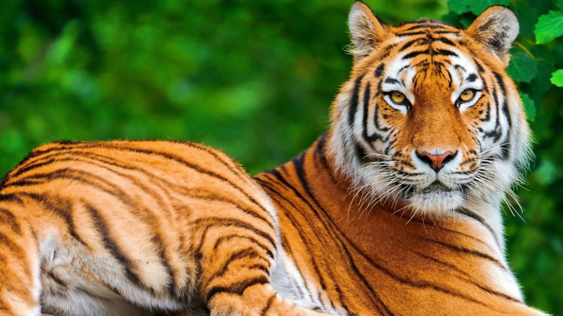 Tiger lying down with green foliage in background HD Wallpaper