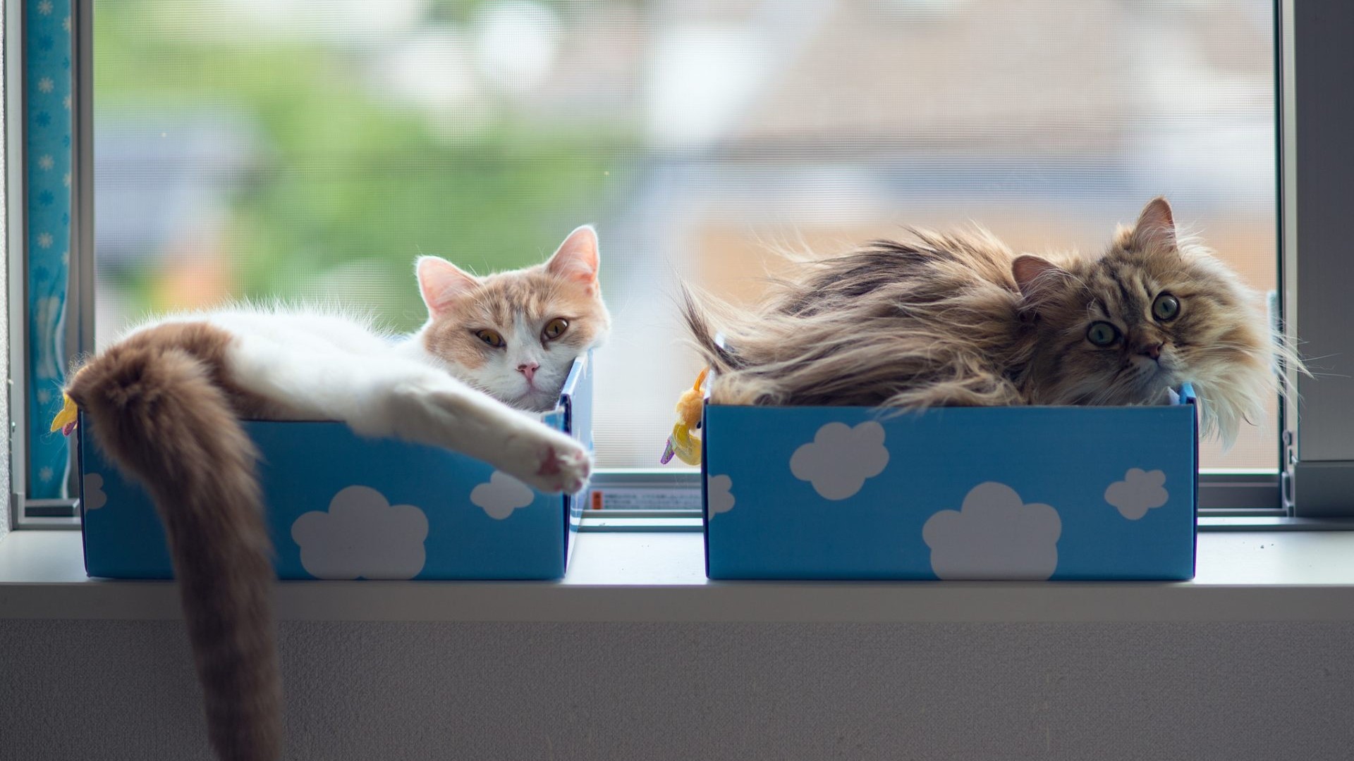 Two cats in blue boxes by the window HD Wallpaper