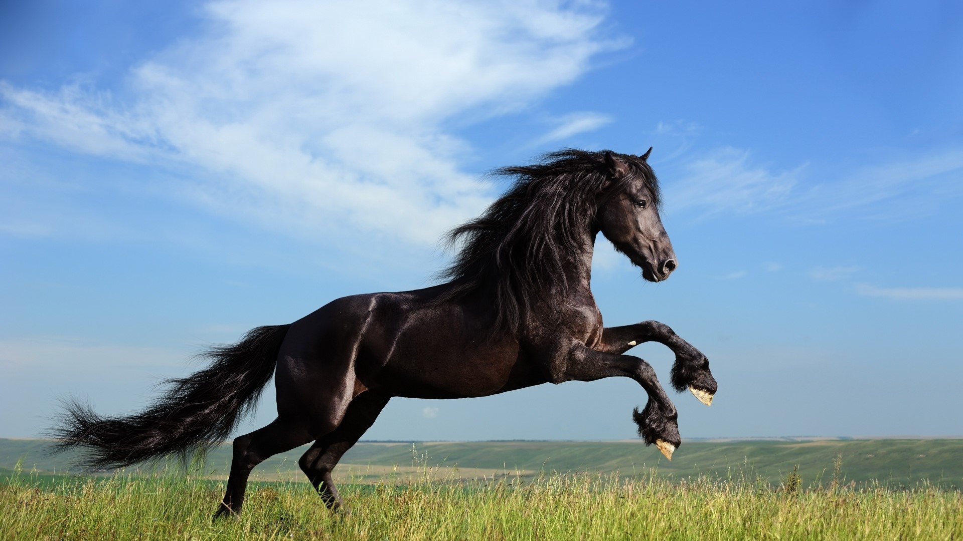 Black Horse Rearing in a Field HD Wallpaper