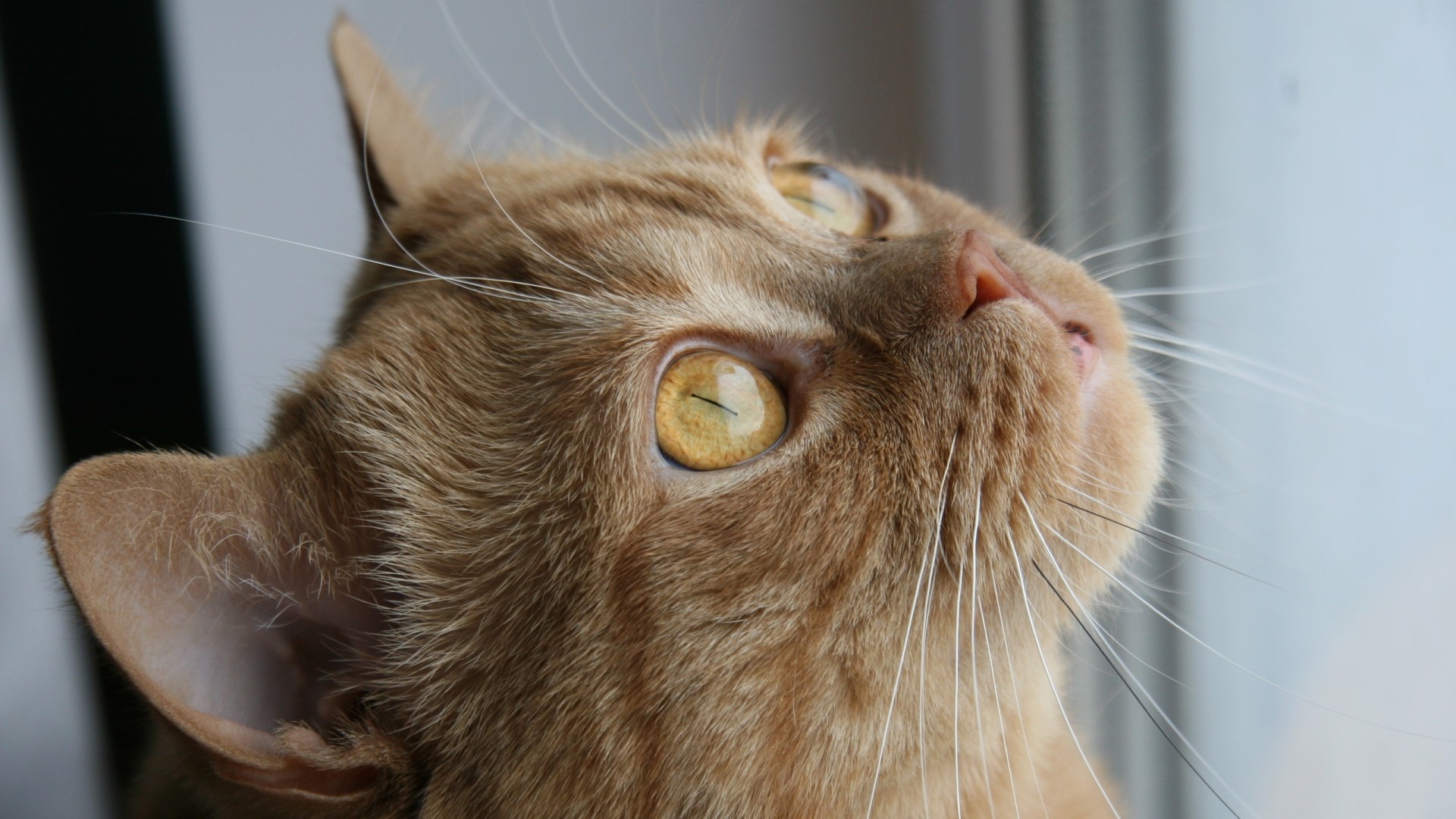 Close-up of an orange cat looking up HD Wallpaper