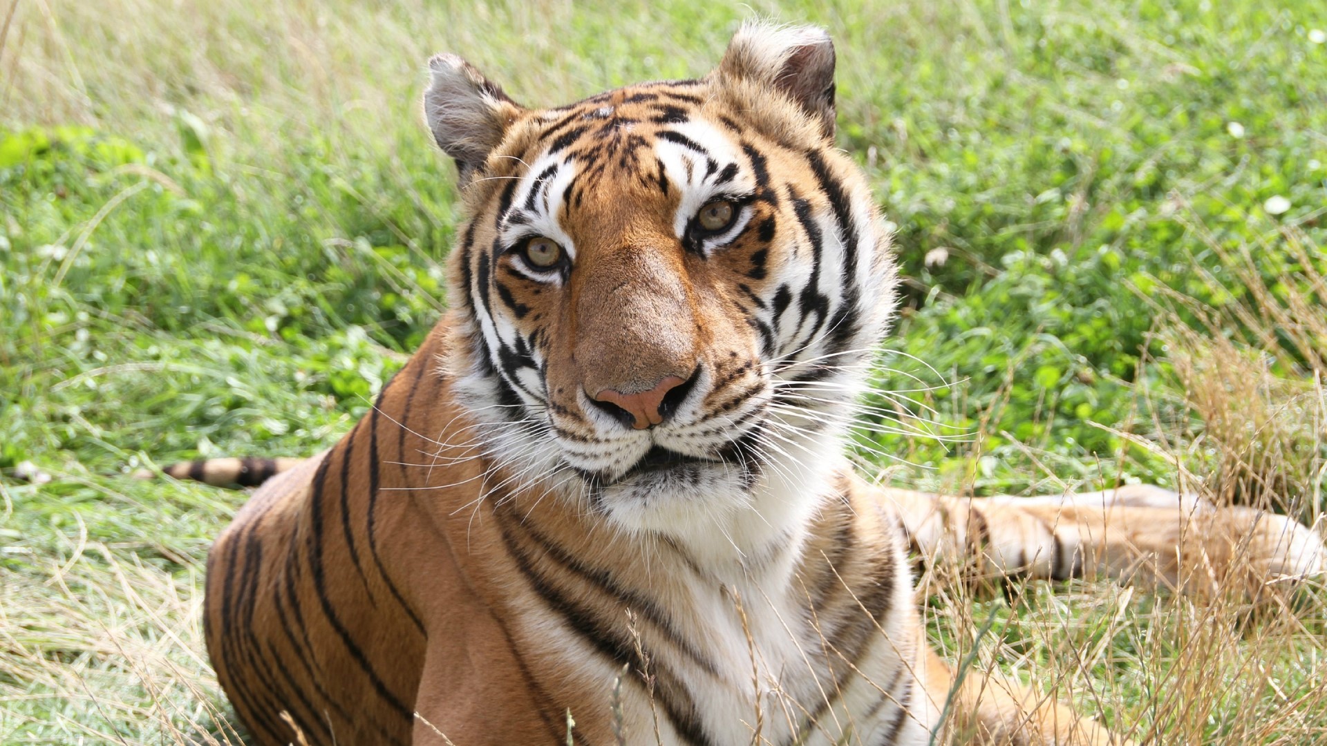 Tiger in a grassy field HD Wallpaper