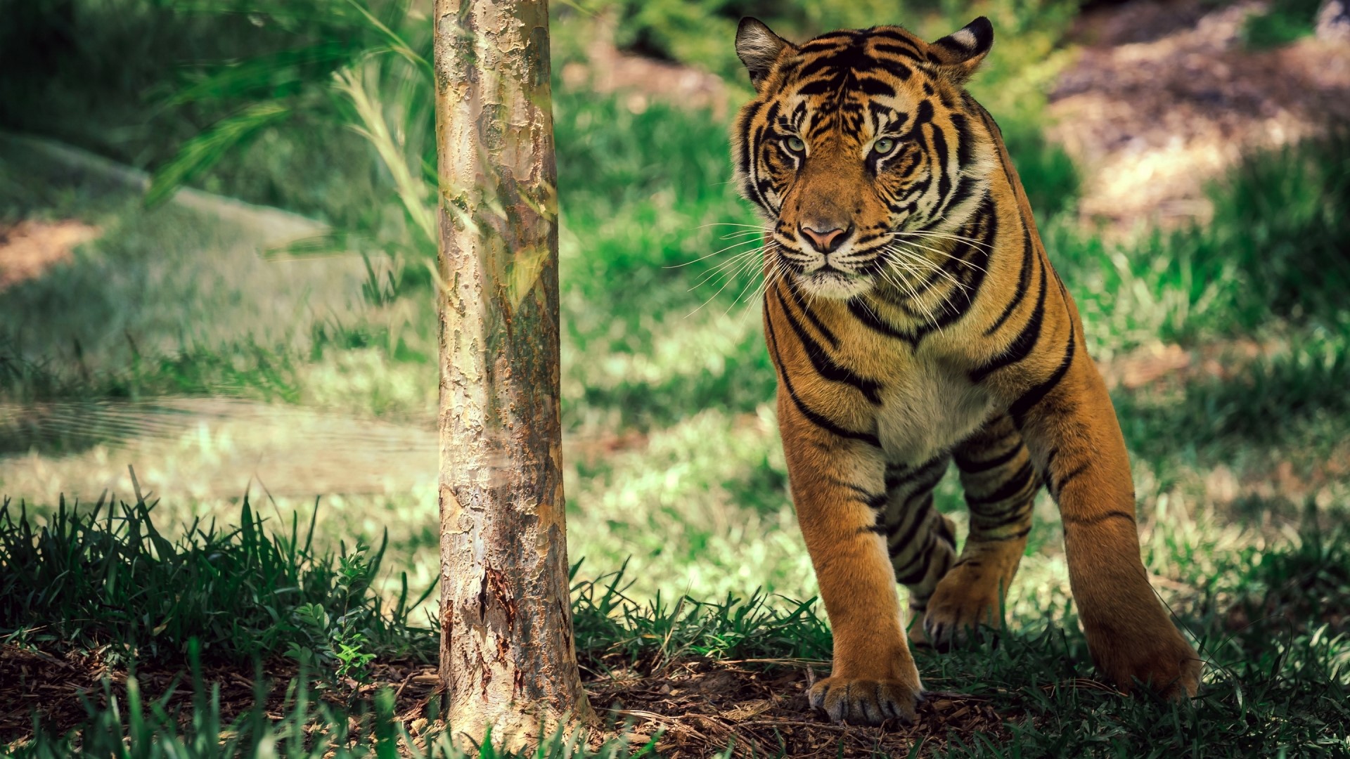 Tiger in a forest setting HD Wallpaper