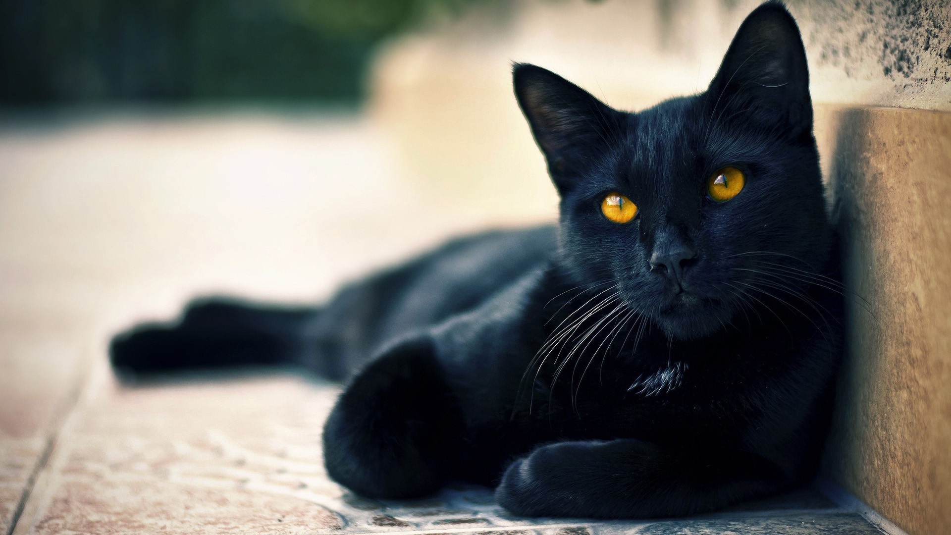 Black cat with yellow eyes lying down HD Wallpaper