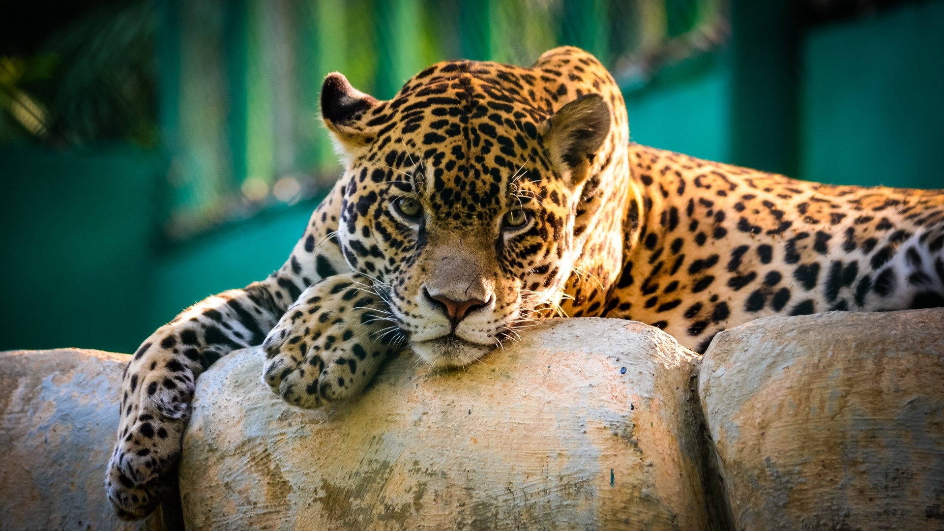 Jaguar resting on rocks HD Wallpaper