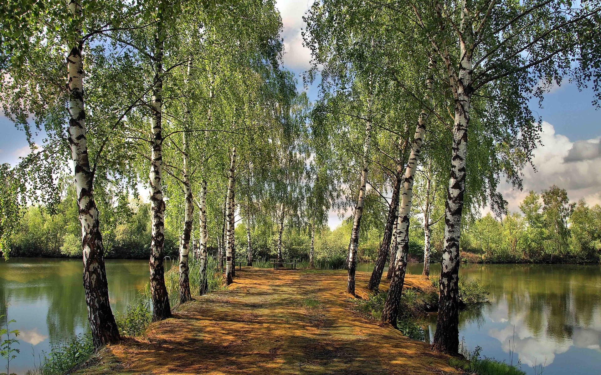 Birch trees line a path next to a lake HD Wallpaper