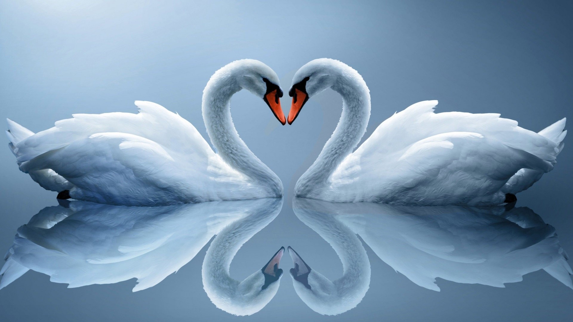 Two swans forming a heart shape HD Wallpaper