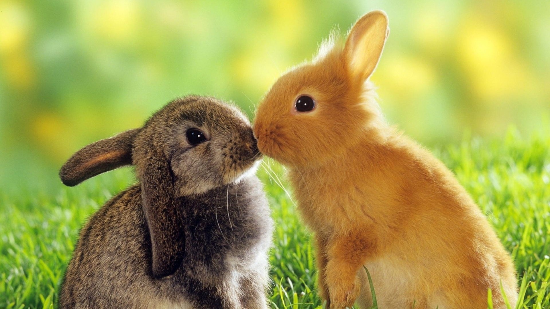 Two bunnies kissing in a grassy field HD Wallpaper