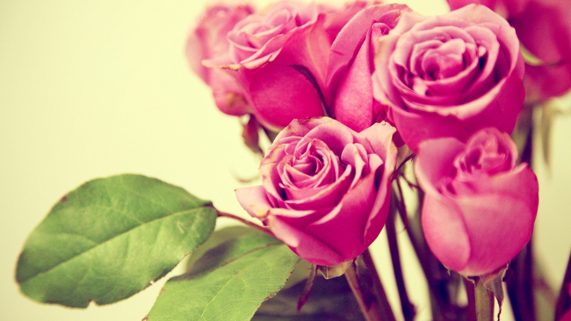 Pink Roses with Green Leaves HD Wallpaper