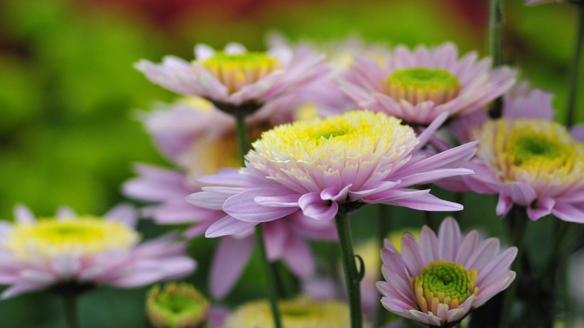 Pink and yellow chrysanthemums in bloom HD Wallpaper