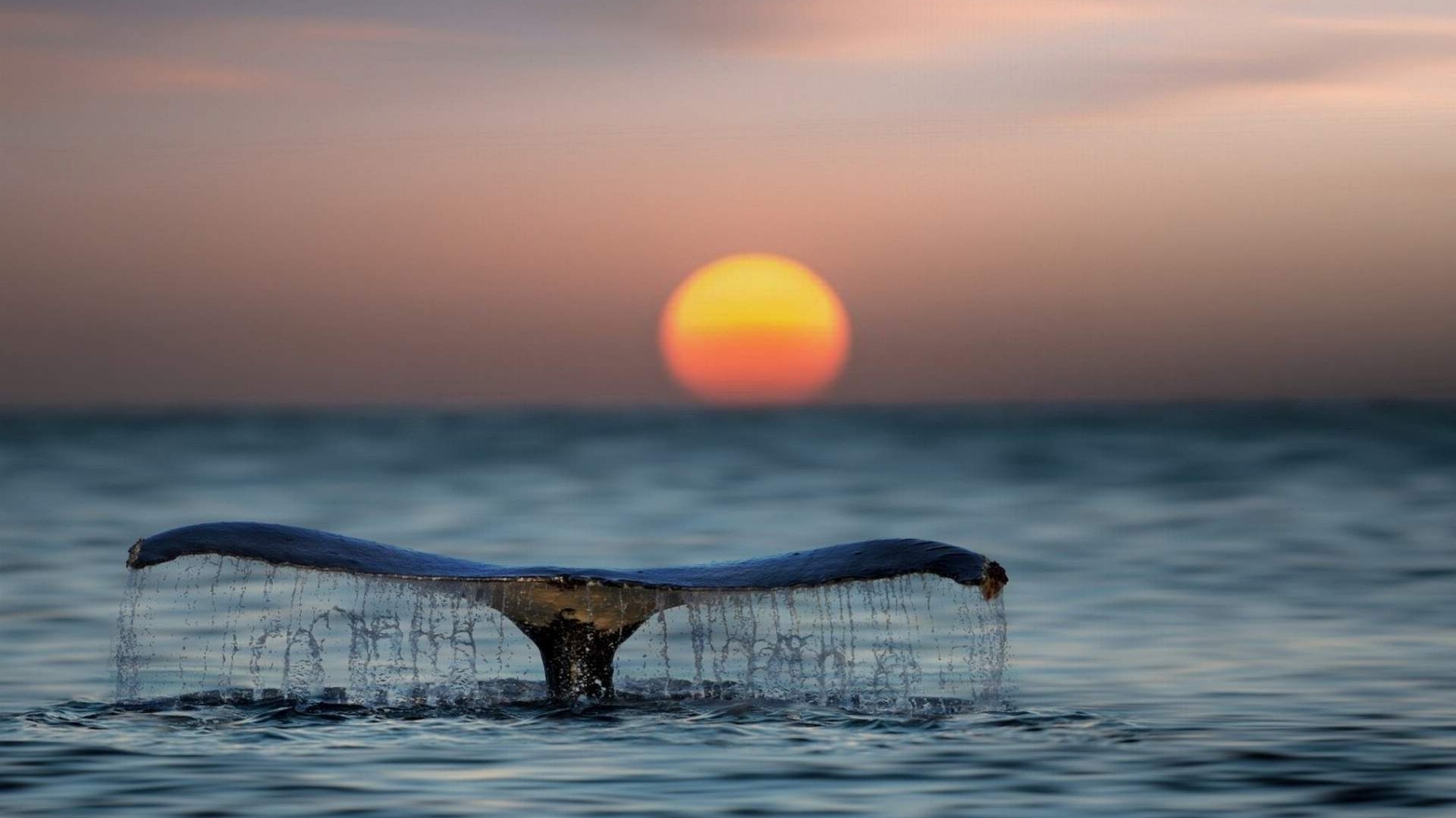 Whale Tail at Sunset HD Wallpaper
