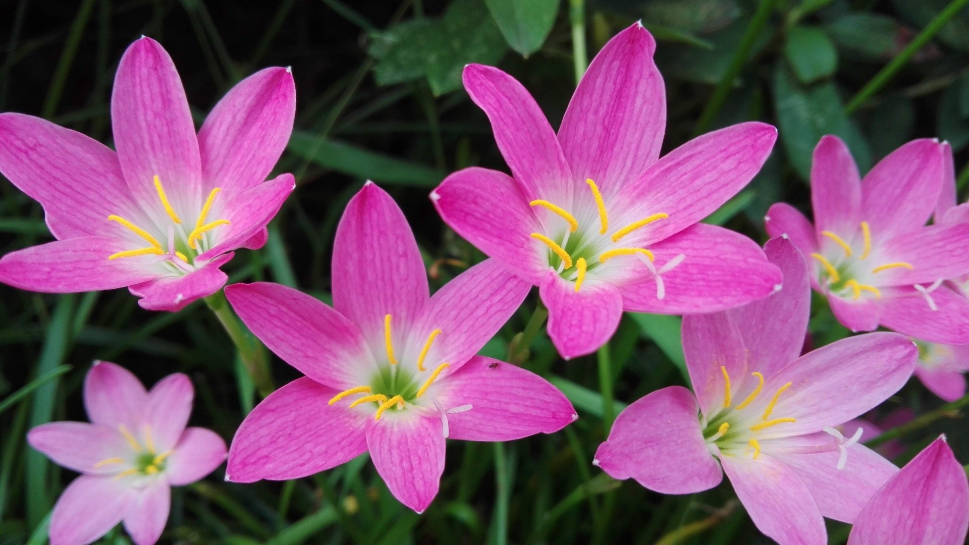 Pink Rain Lilies with Yellow Stamens HD Wallpaper