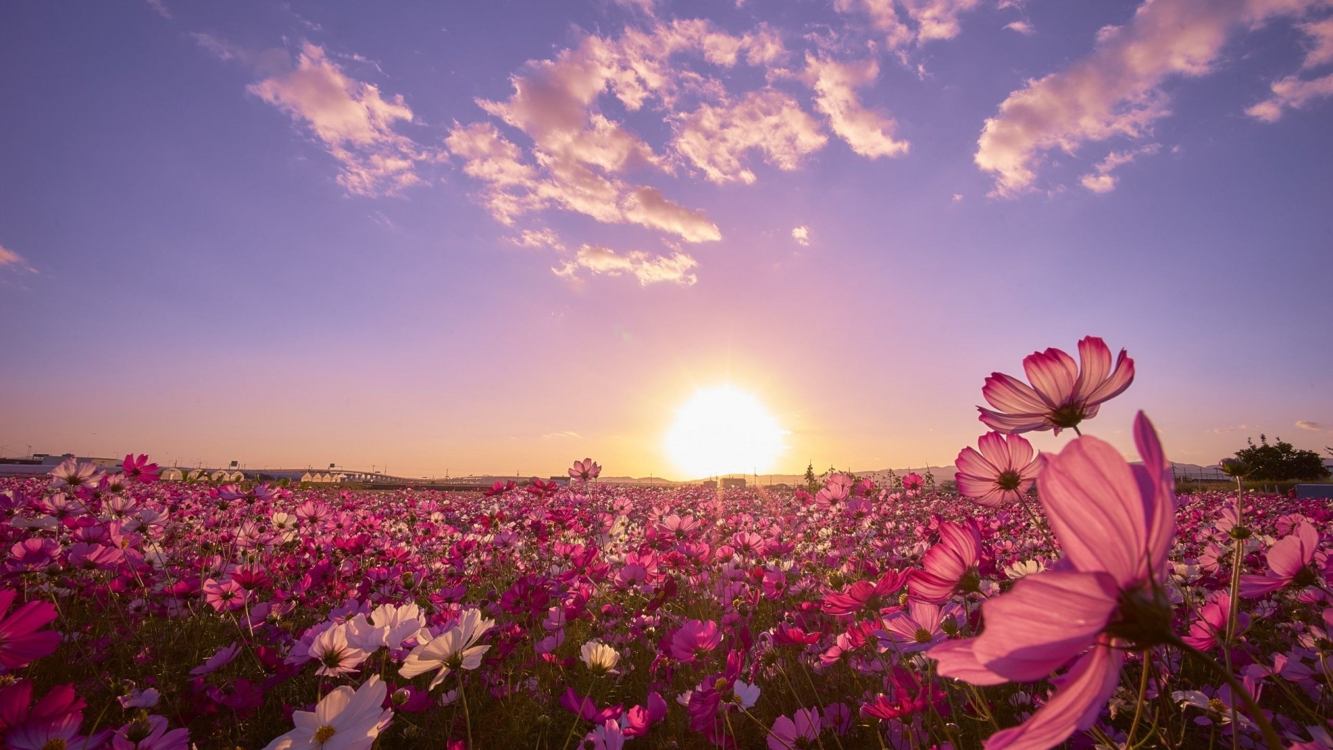 Pink Cosmos Field at Sunrise HD Wallpaper