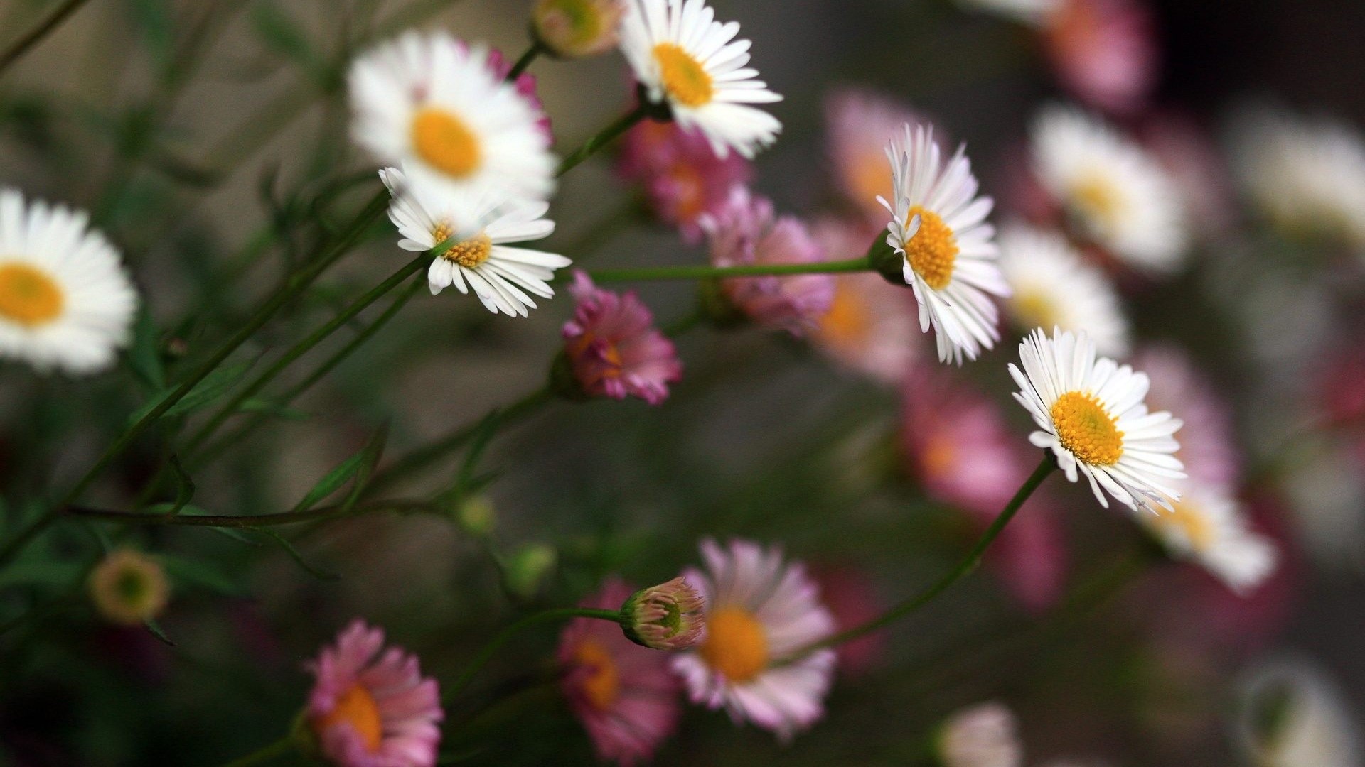 White and pink daisies with yellow centers HD Wallpaper