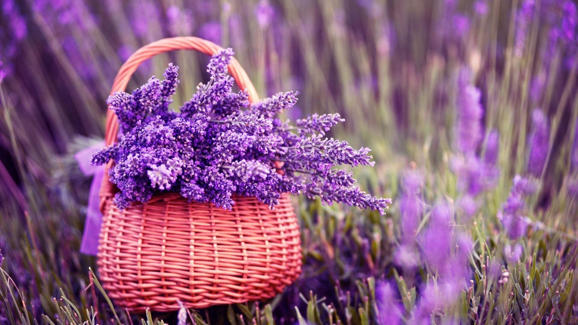 Basket of Purple Lavender Flowers in Field HD Wallpaper