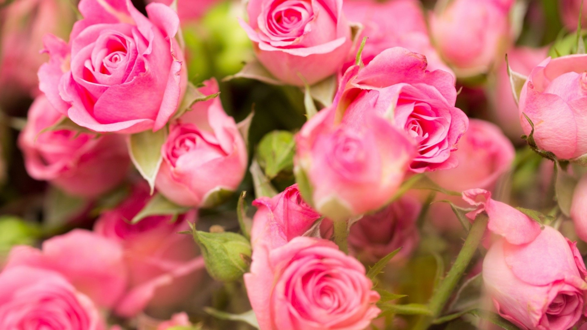 Pink Roses Garden Flowers HD Wallpaper