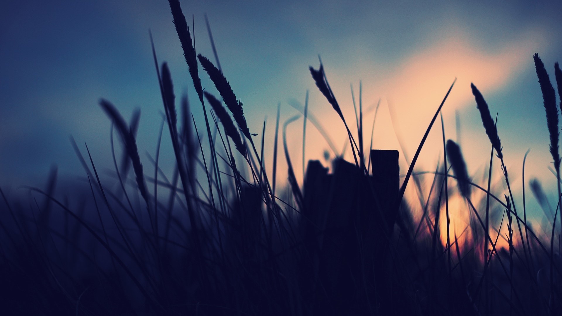 Silhouette of grass against a blue and orange sunset HD Wallpaper