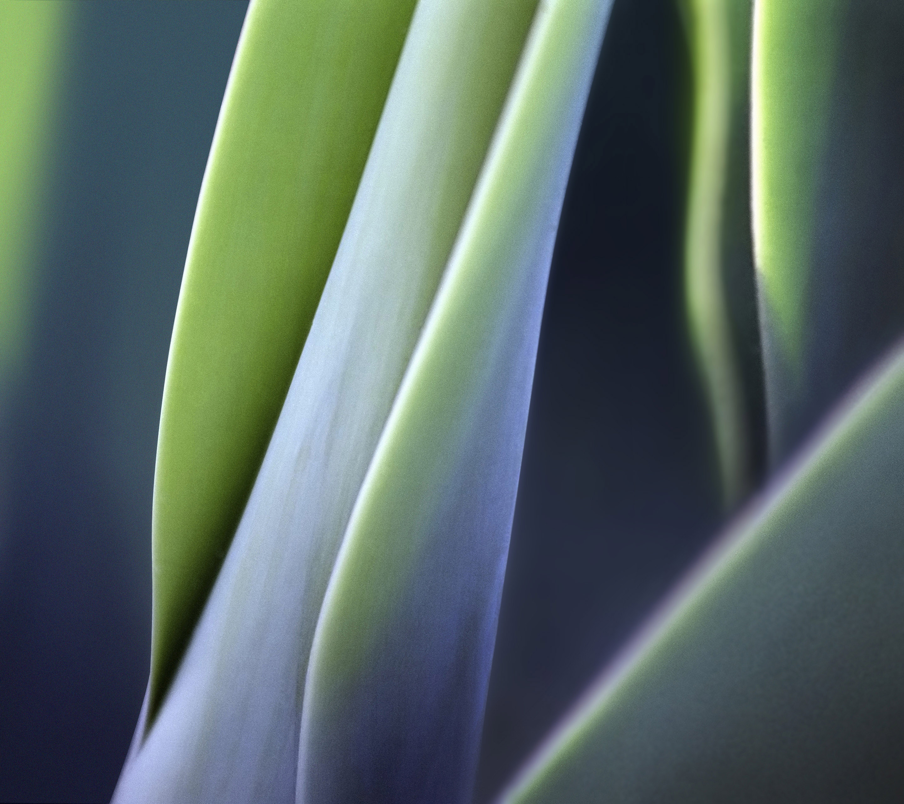 Close-up of green plant leaves HD Wallpaper