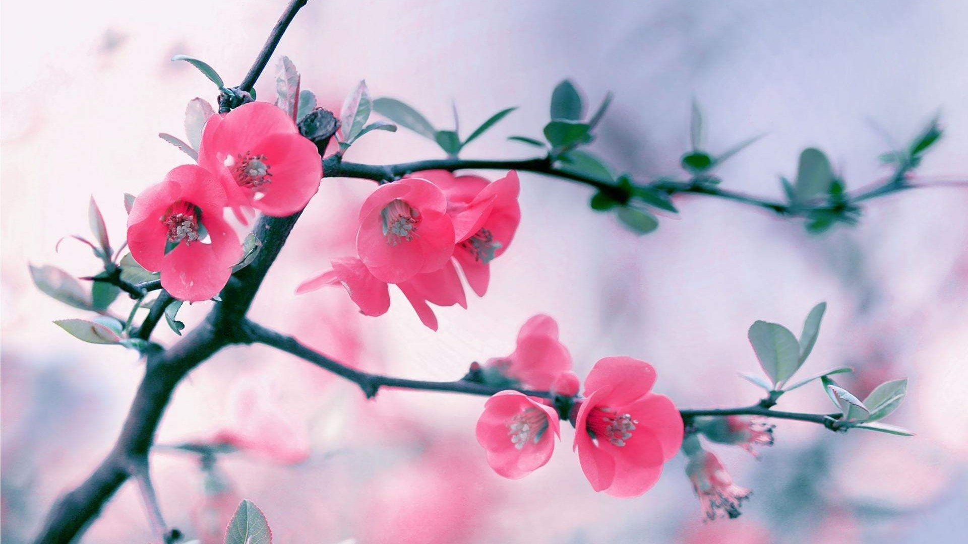 Pink Blossom Flowers on Branch HD Wallpaper