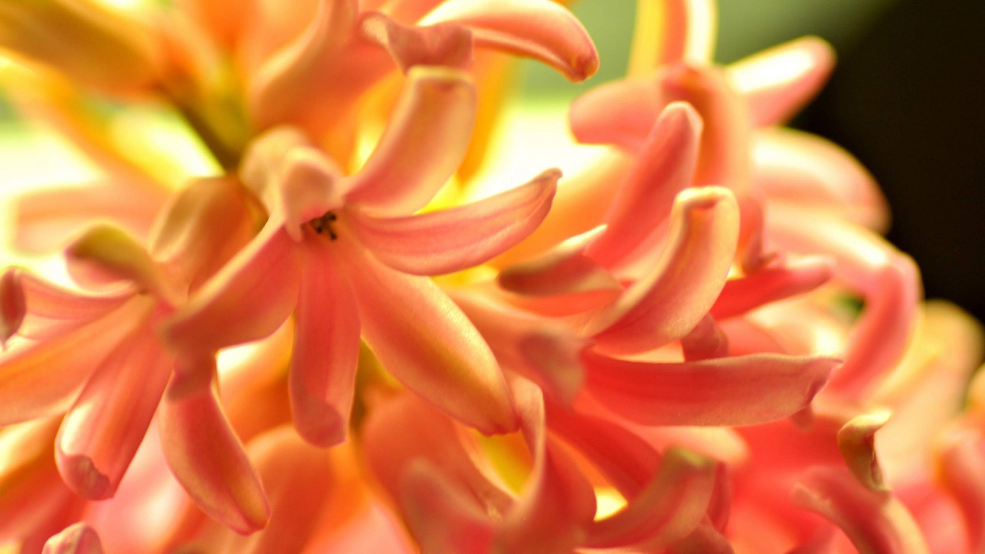 Close-up of Orange Hyacinth Flowers HD Wallpaper