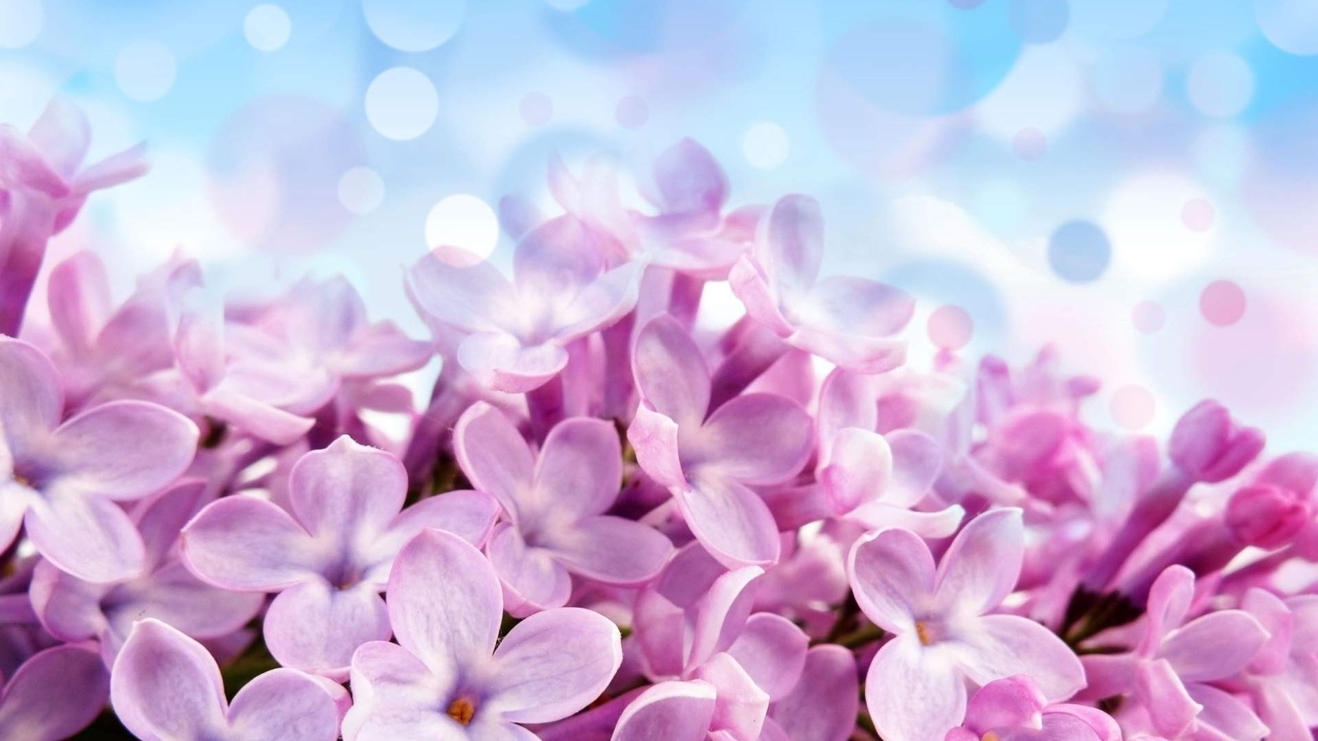 Close-up of Lilac Flowers with Bokeh Background HD Wallpaper