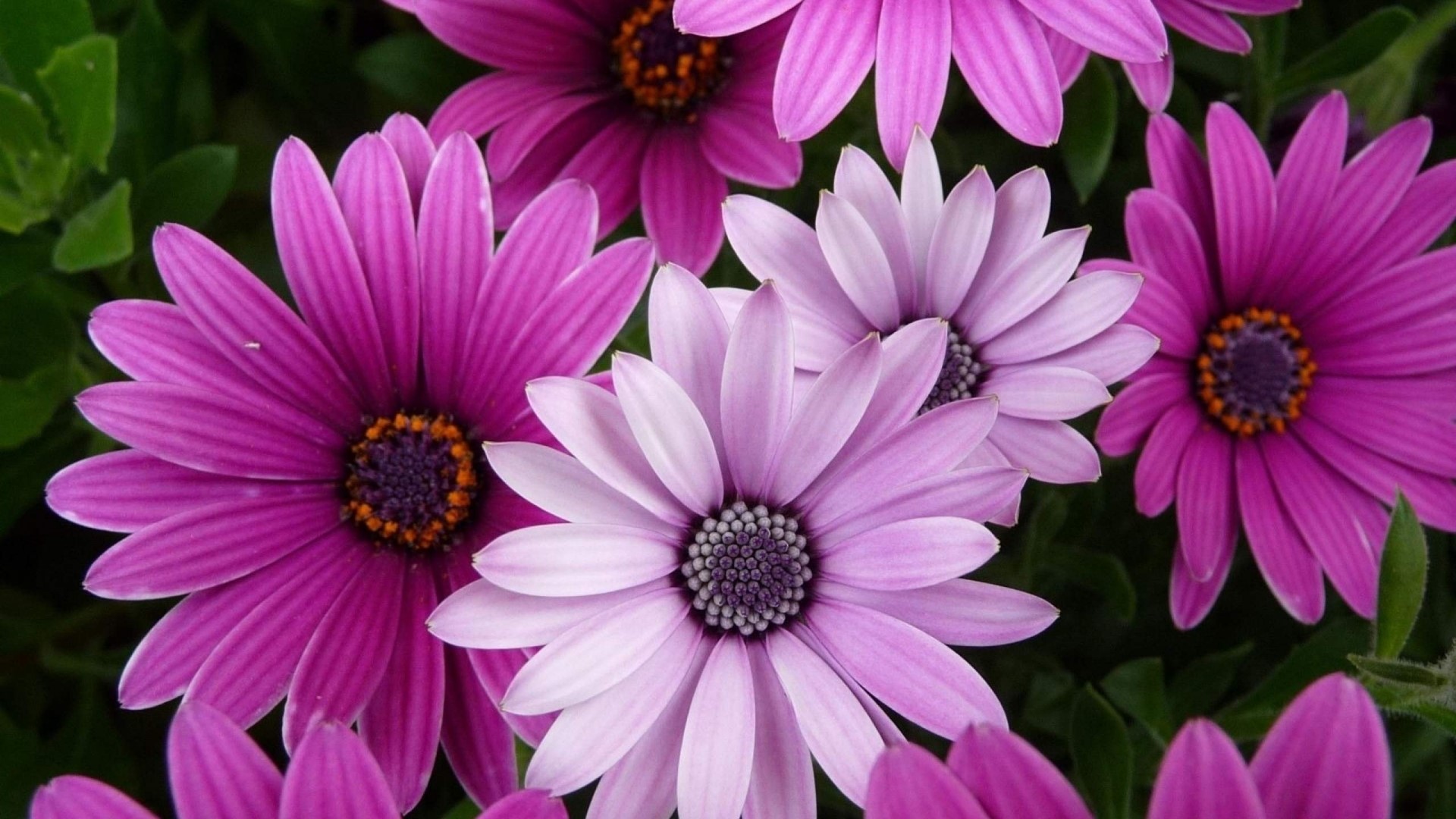 Pink and Purple Daisy Flowers HD Wallpaper