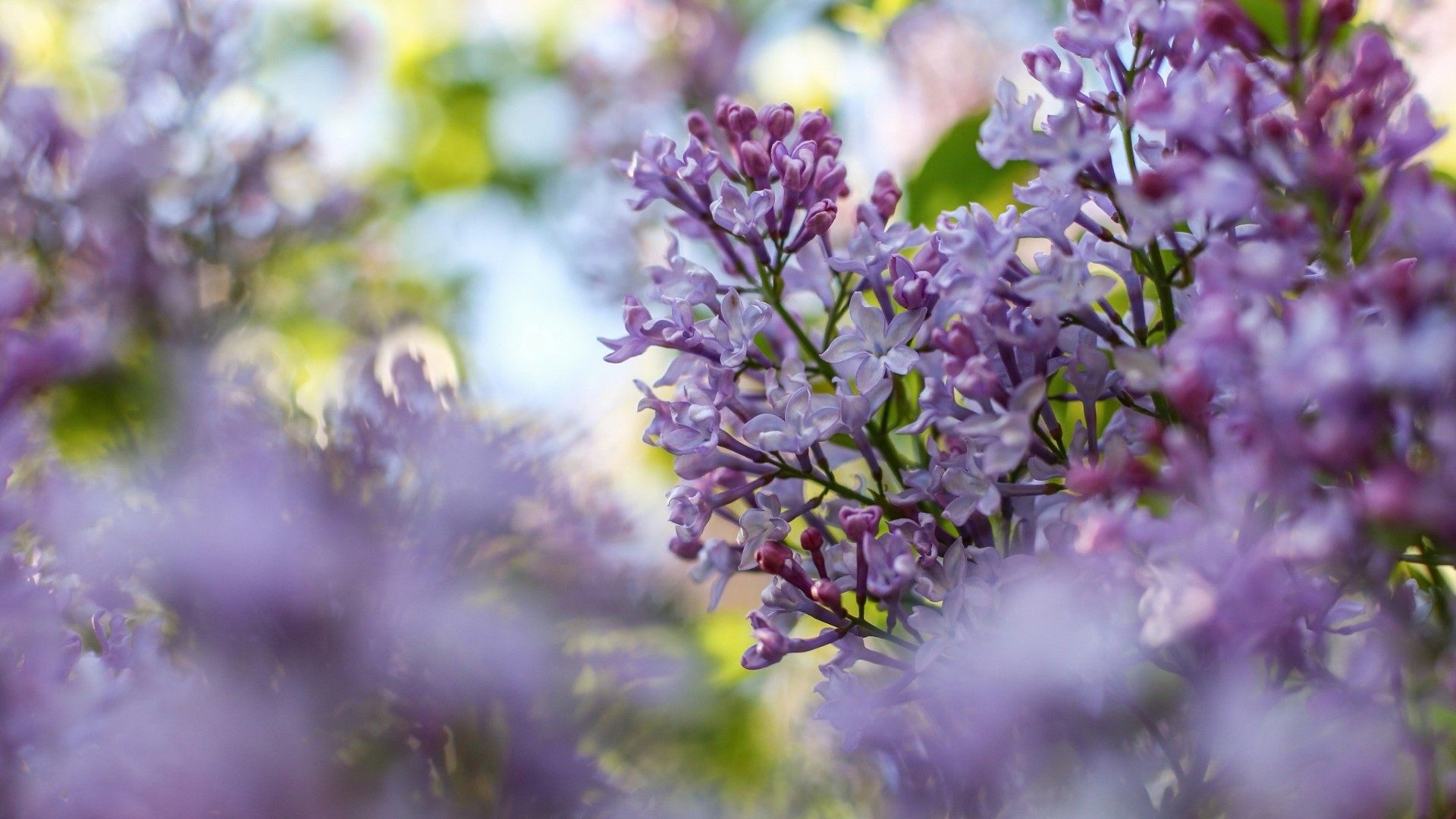 Close-up of purple lilac flowers in bloom HD Wallpaper