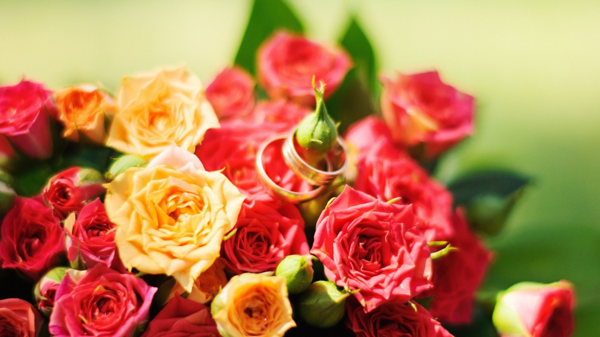 Wedding Rings on Red and Yellow Roses HD Wallpaper