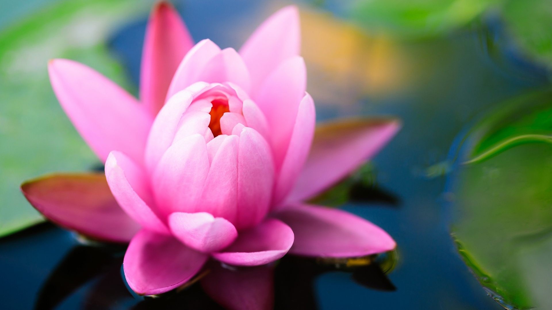 Pink Water Lily Flower in Water HD Wallpaper