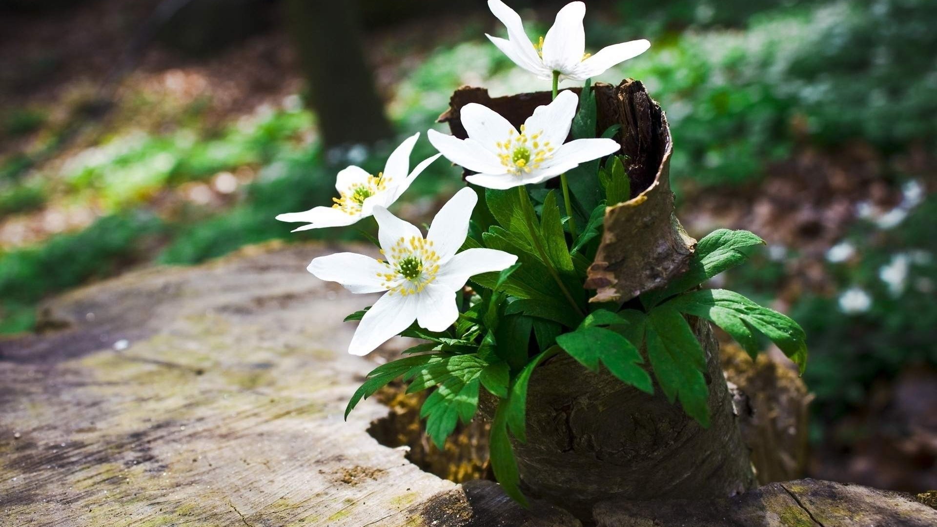 White Wildflowers Growing in a Tree Stump HD Wallpaper