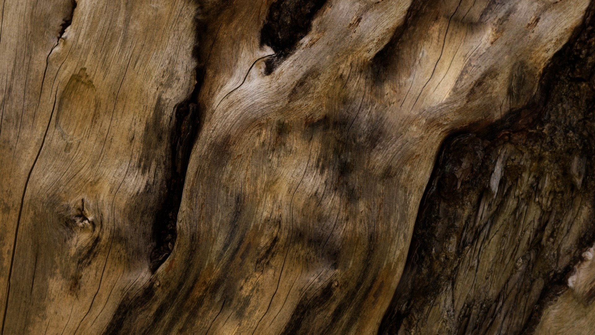 Close-up of old tree wood bark texture HD Wallpaper