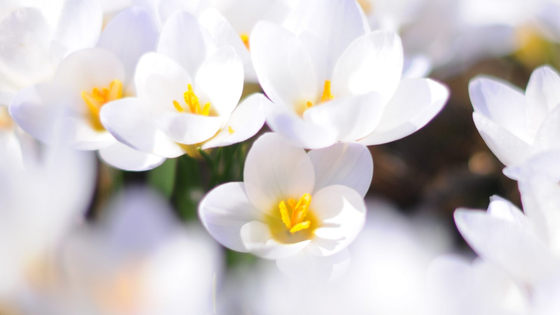 White Crocus Flowers with Yellow Centers HD Wallpaper
