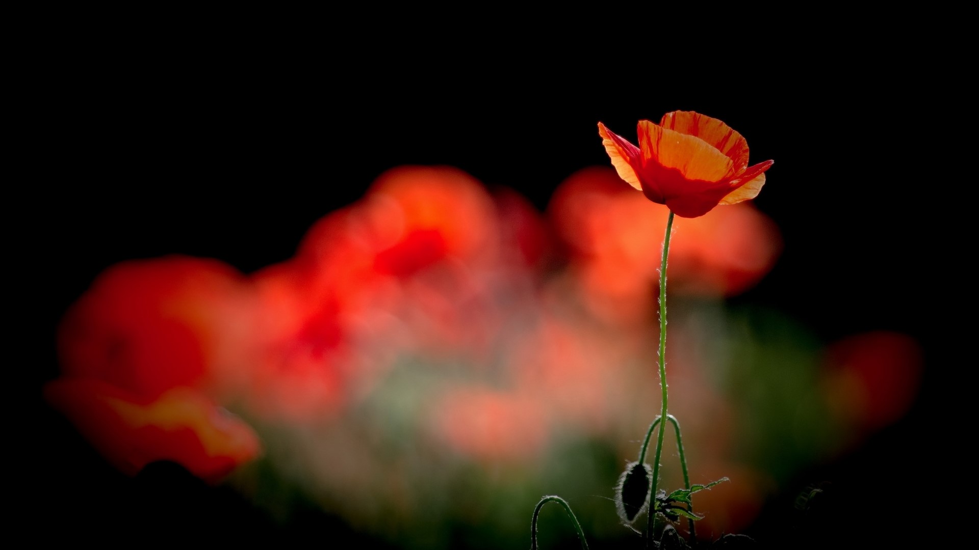 Red poppy flower with bokeh background HD Wallpaper