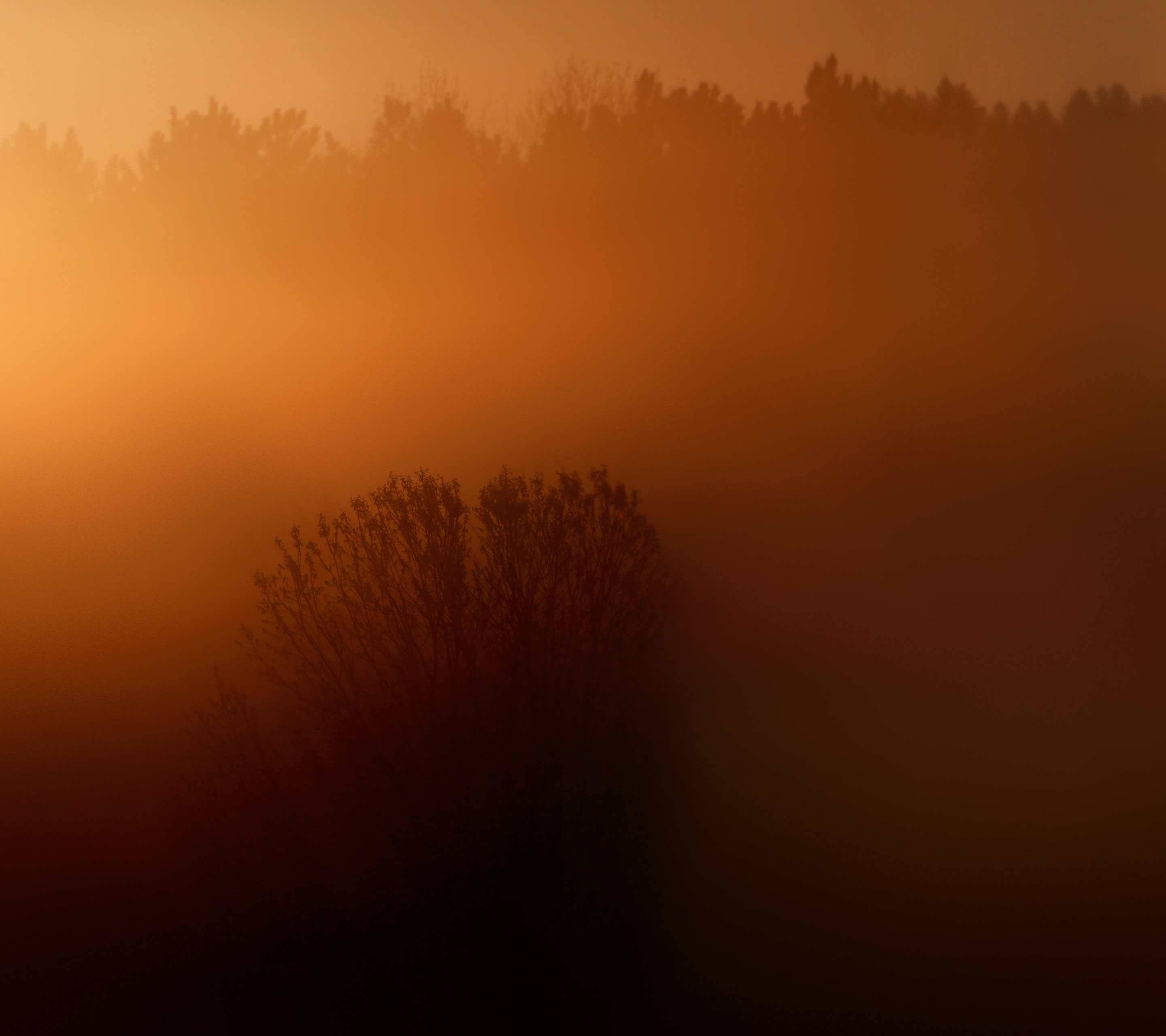 Sunrise over a foggy forest HD Wallpaper