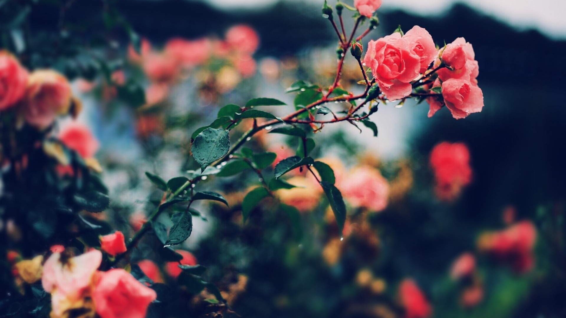 Pink roses on a branch with water droplets HD Wallpaper