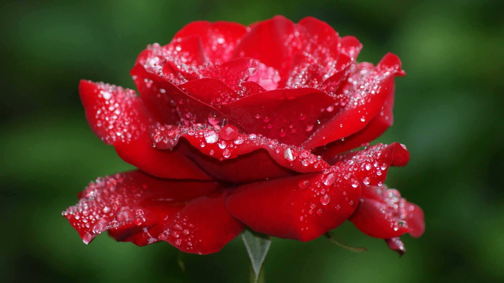 Red Rose with Water Droplets HD Wallpaper