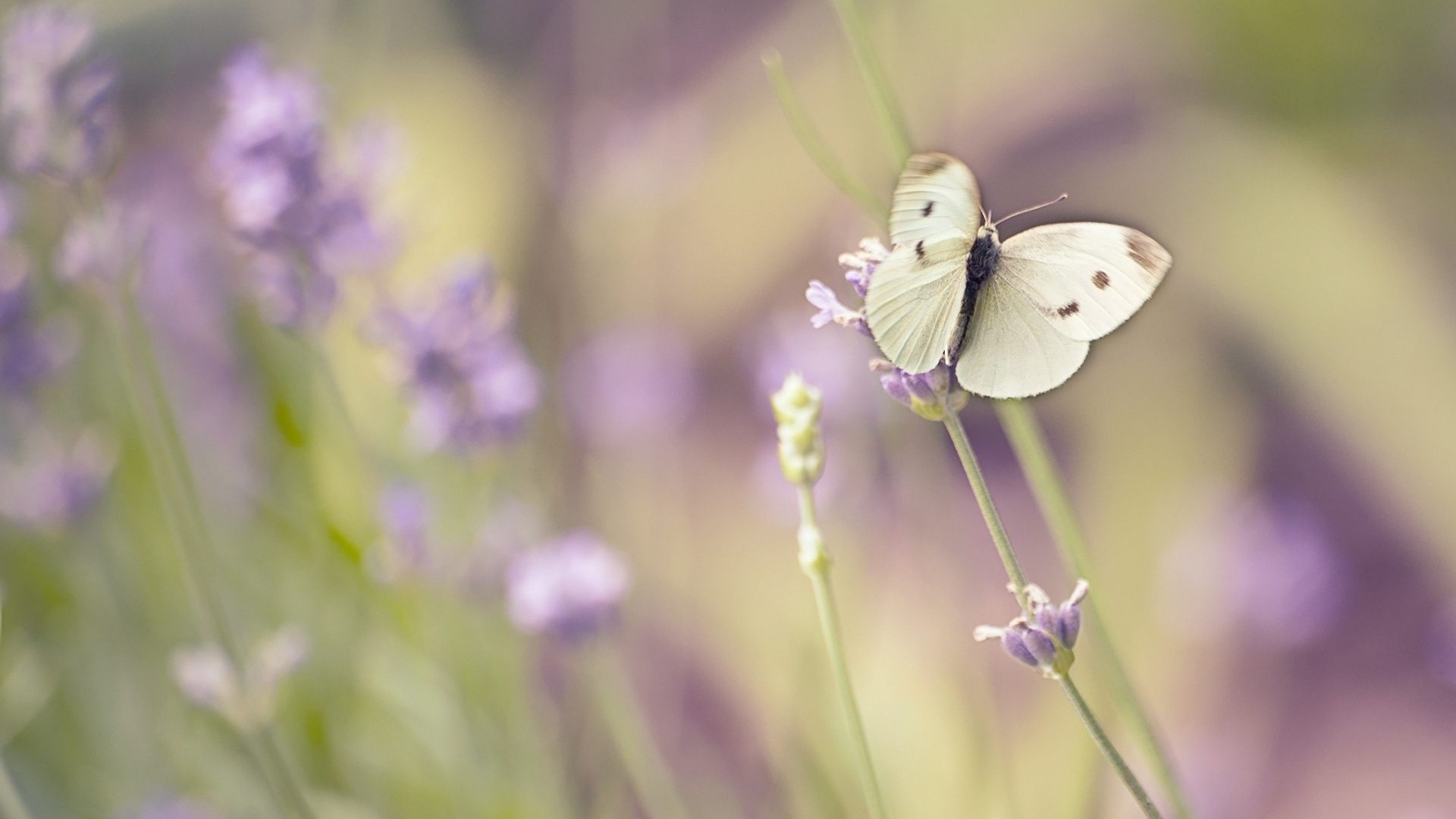 White butterfly on lavender flowers HD Wallpaper
