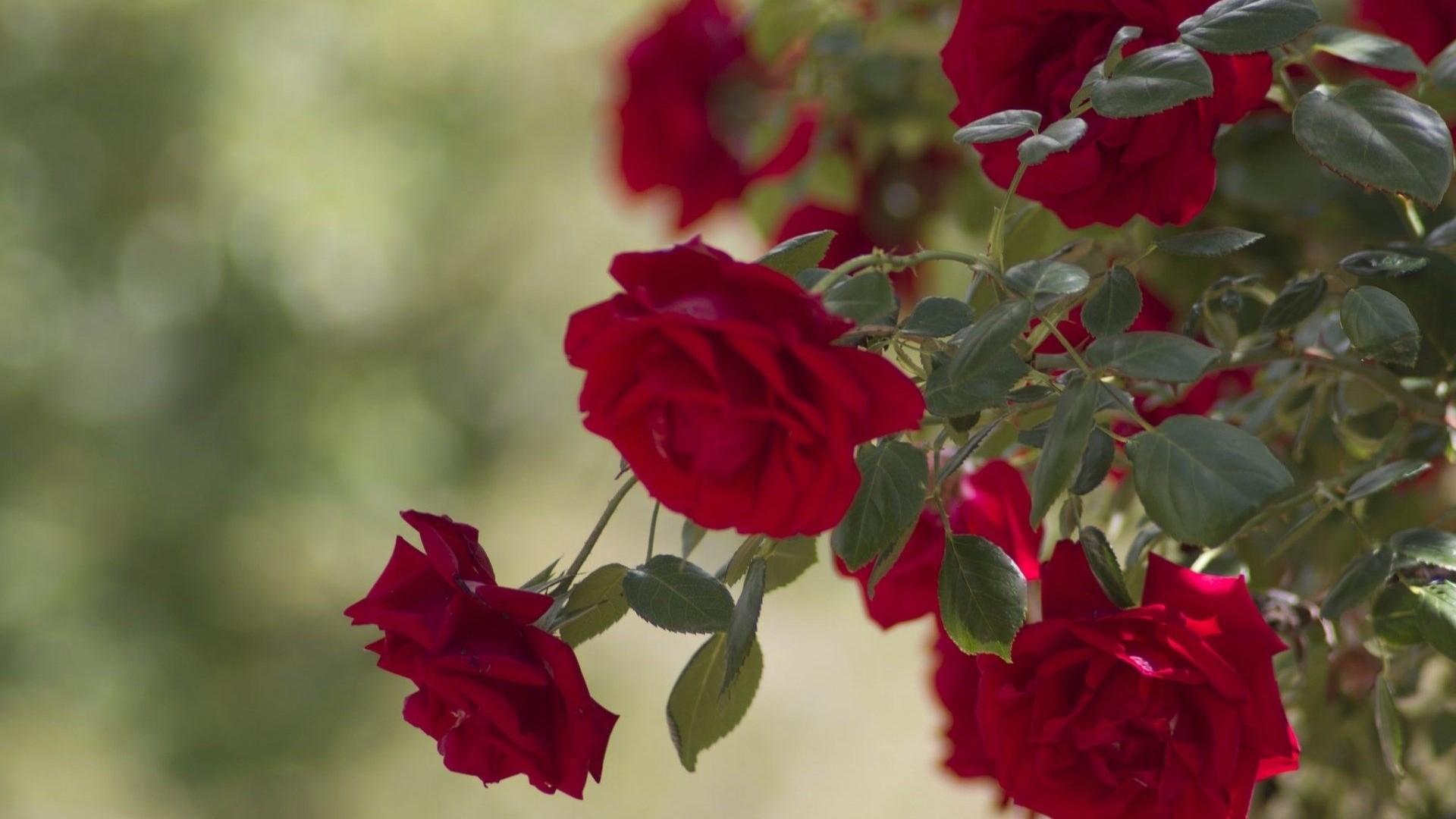 Red Roses in a Garden HD Wallpaper