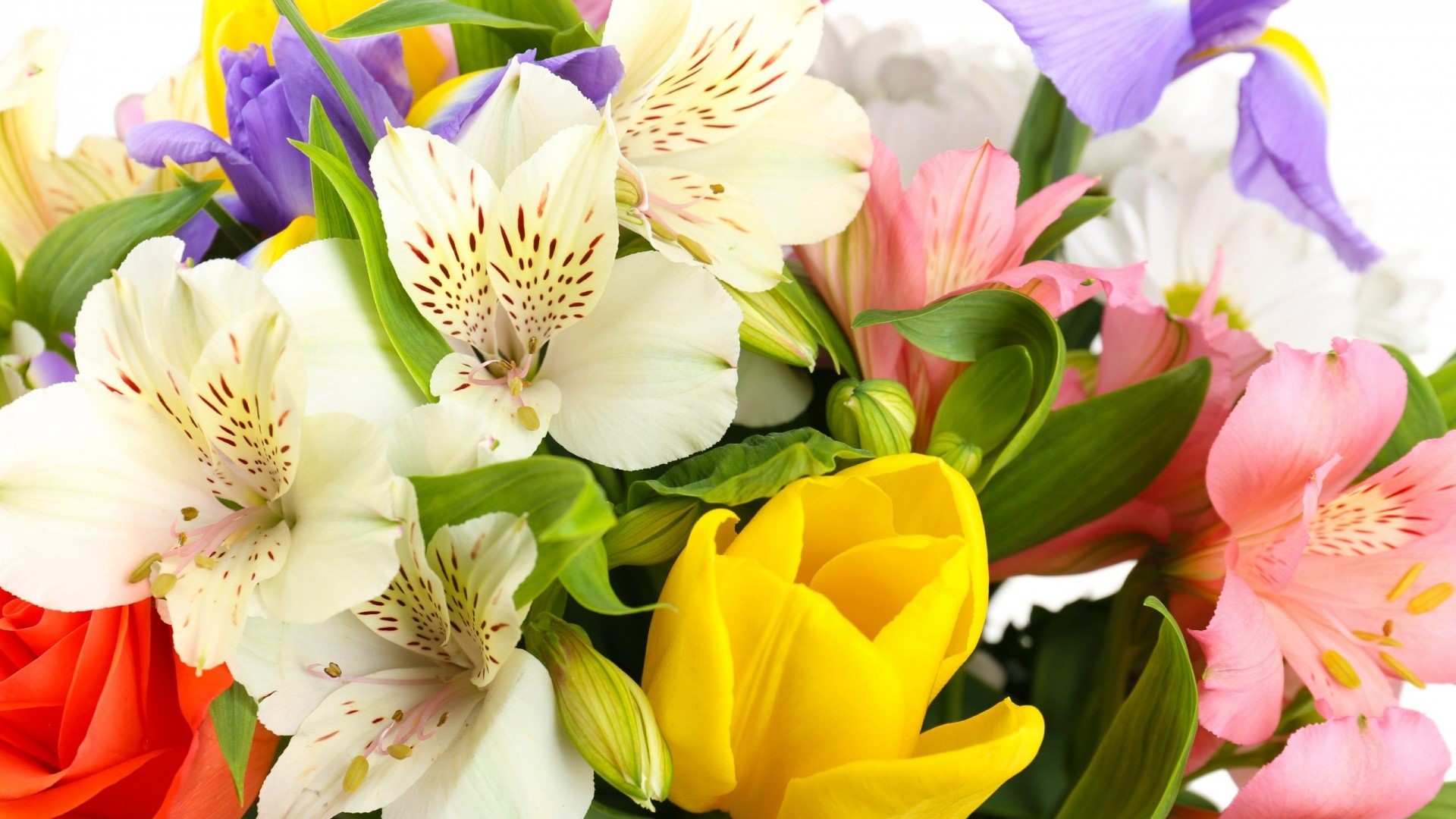 Colorful Bouquet of Alstroemeria and Tulips HD Wallpaper