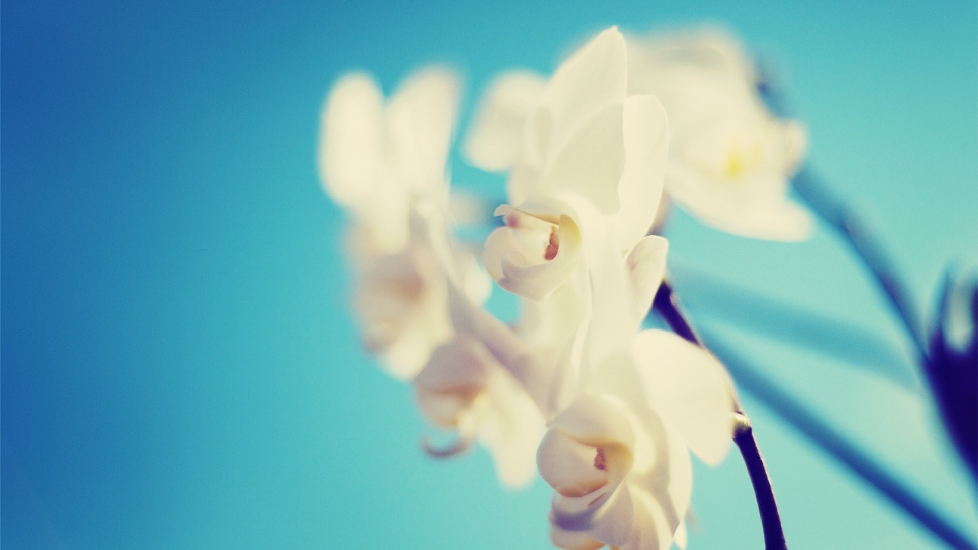 White orchids against a bright blue sky HD Wallpaper
