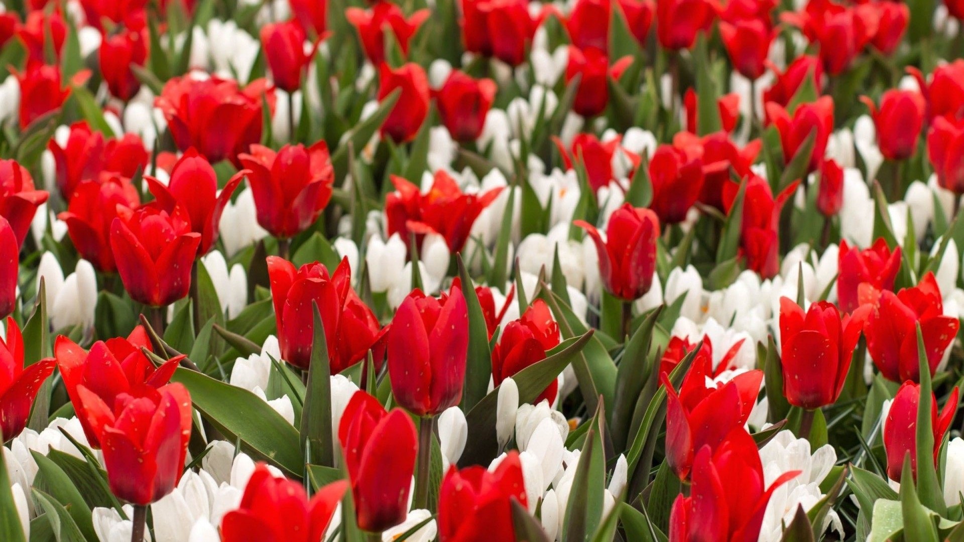 Red Tulips and White Crocus Flowers HD Wallpaper