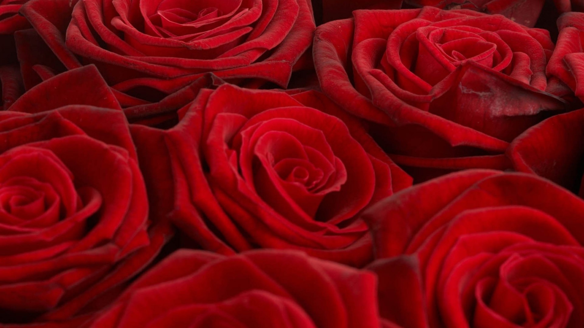 Red Roses Close-up HD Wallpaper