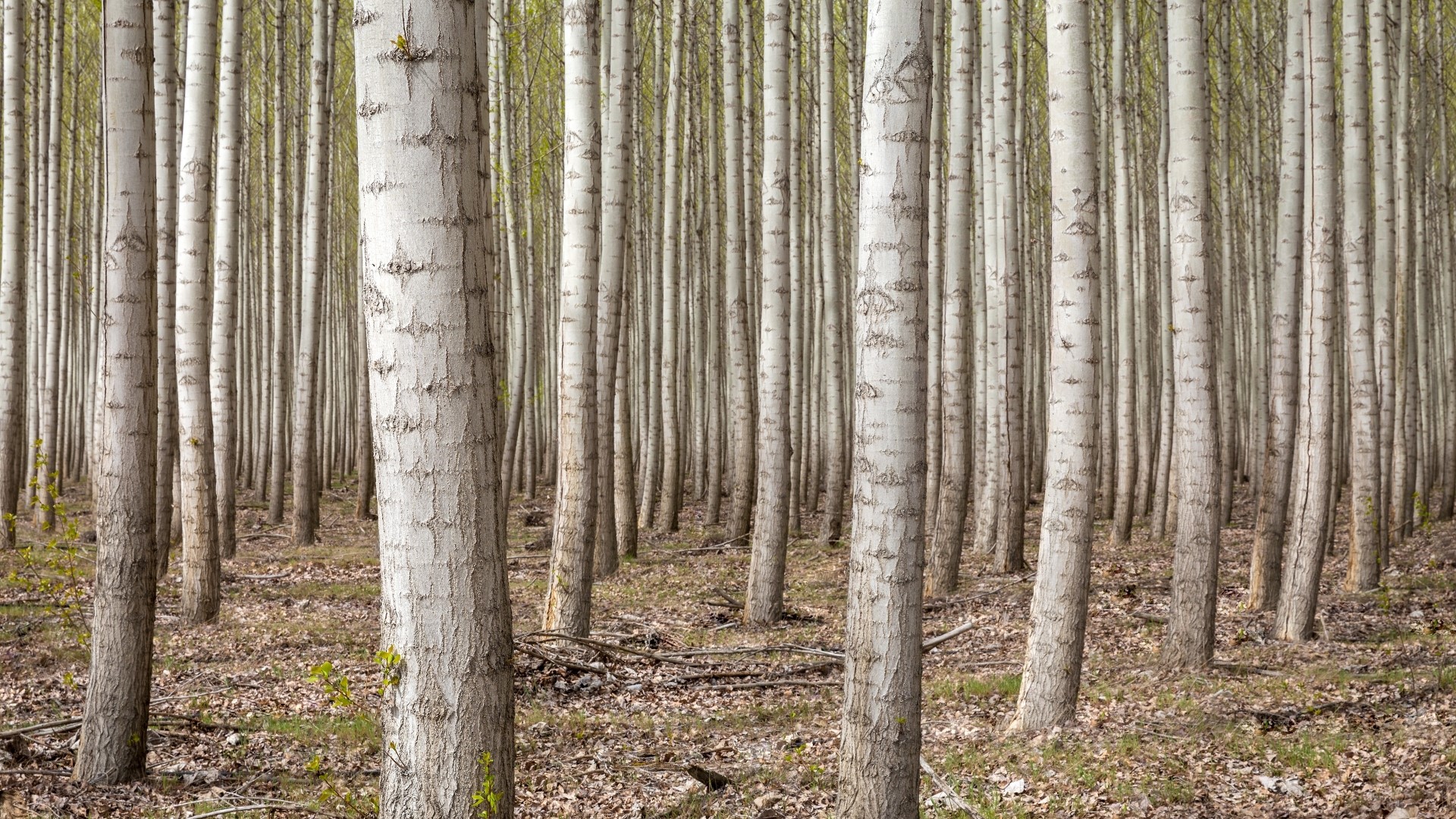 Dense forest of tall, slender trees HD Wallpaper